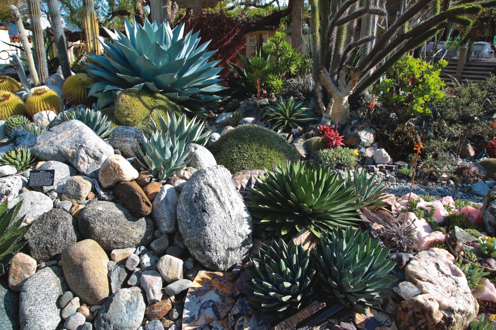 Cactuses and succulents in creative layouts can enhance a garden’s aesthetic. 