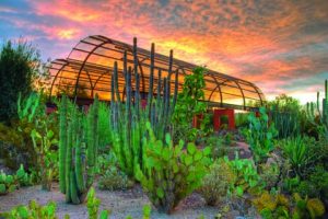 Desert Botanical Garden | Photo Courtesy of cottsdale Convention & Visitors Bureau