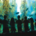 Children watching Fish  -Courtesy Birch Aquarium