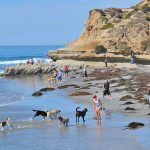 Dogs on Beach in Del Mar -Courtesy James G.