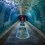 Oregon Coast Aquarium Passages of the Deep, credit Sparkloft