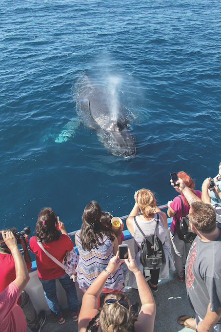 20151007 @ 1300 (14) whale watching_Newport Whales