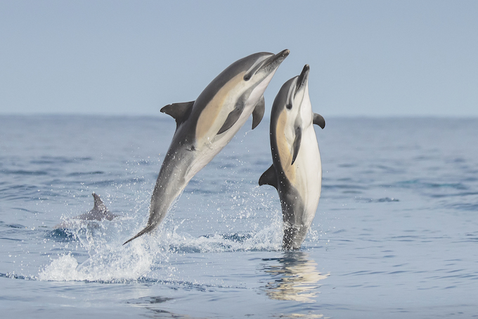 7Y6A3181 dolphins_Newport Coastal Adventure