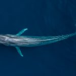 DJI_0747 blue whale_Newport Coastal Adventure