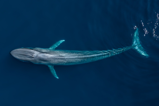 DJI_0747 blue whale_Newport Coastal Adventure