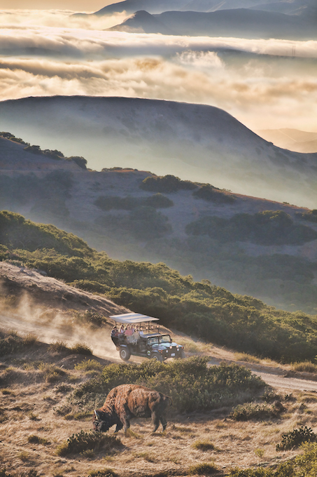 Biofuel Hummer Tour / Bison Expedition / Ridgetop Eco Tour_Catalina Island Co.