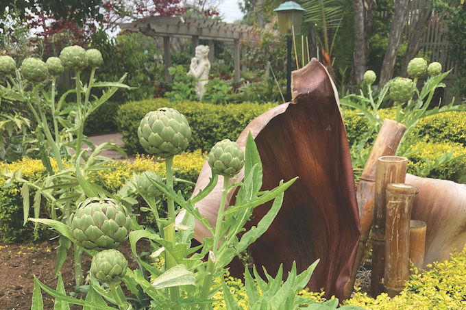 artichokes_Sherman Library & Gardens